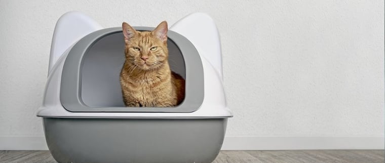 Cystite chez le chat
